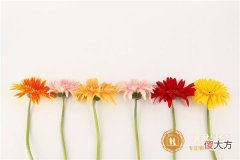 【深度好文】教师节送什么花,教师节送什么花寓意好