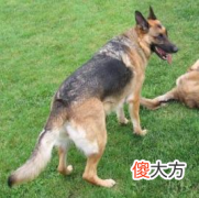 德国牧羊犬怎么养 德国牧羊犬小知识