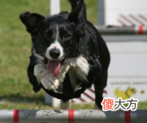 边境牧羊犬怎么样养 边境牧羊犬智商有多高