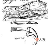 迅猛龙有多大 迅猛龙的介绍