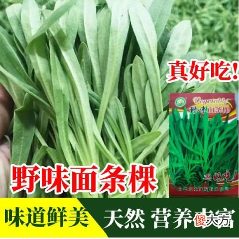 面条菜图片