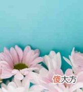 花儿的奥秘（六月的秘密杀青）